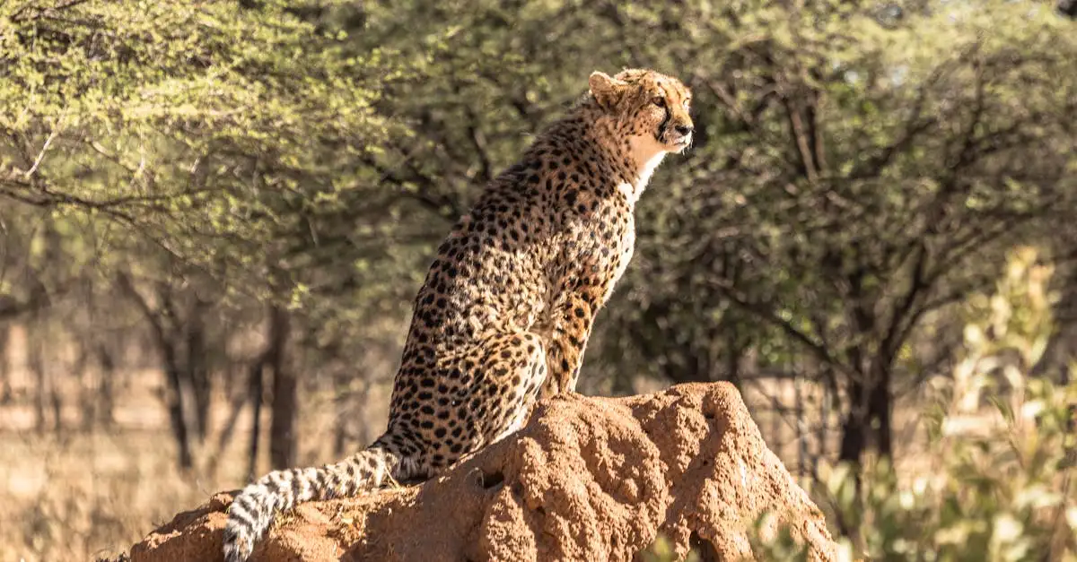 Quel désert en Afrique du Sud abrite des guépards ?