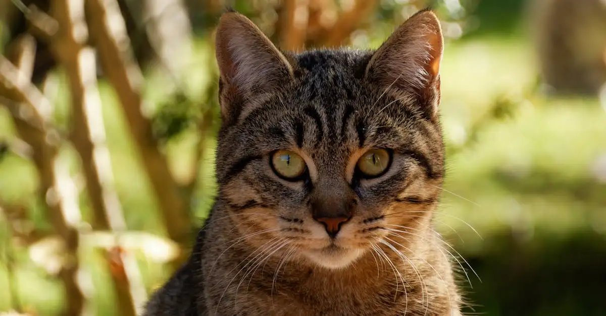 Quelles races de chats ont les plus beaux pelages longs ?