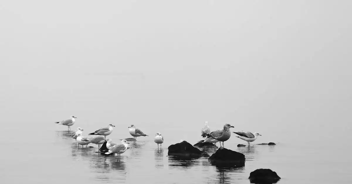 Quelles sont les caractéristiques des albatros marins ?