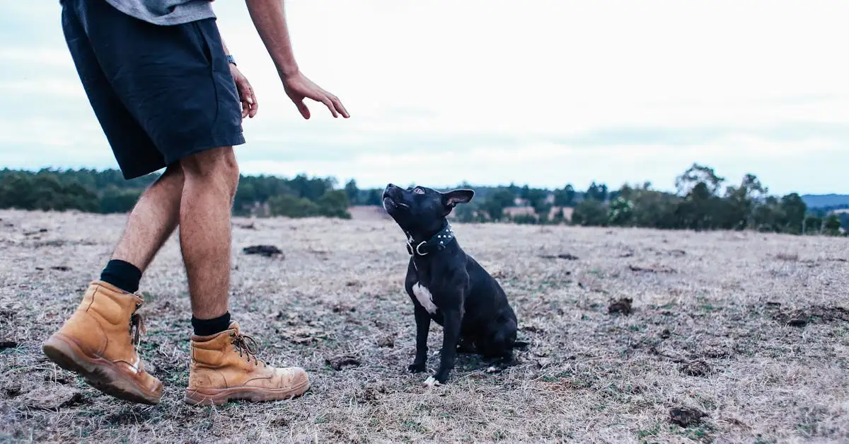 Comment le comportement des chiens a-t-il évolué depuis leurs ancêtres ?