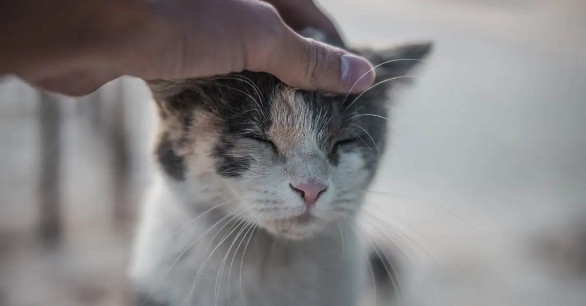 Comment les chats favorisent-ils détente et pleine conscience ?