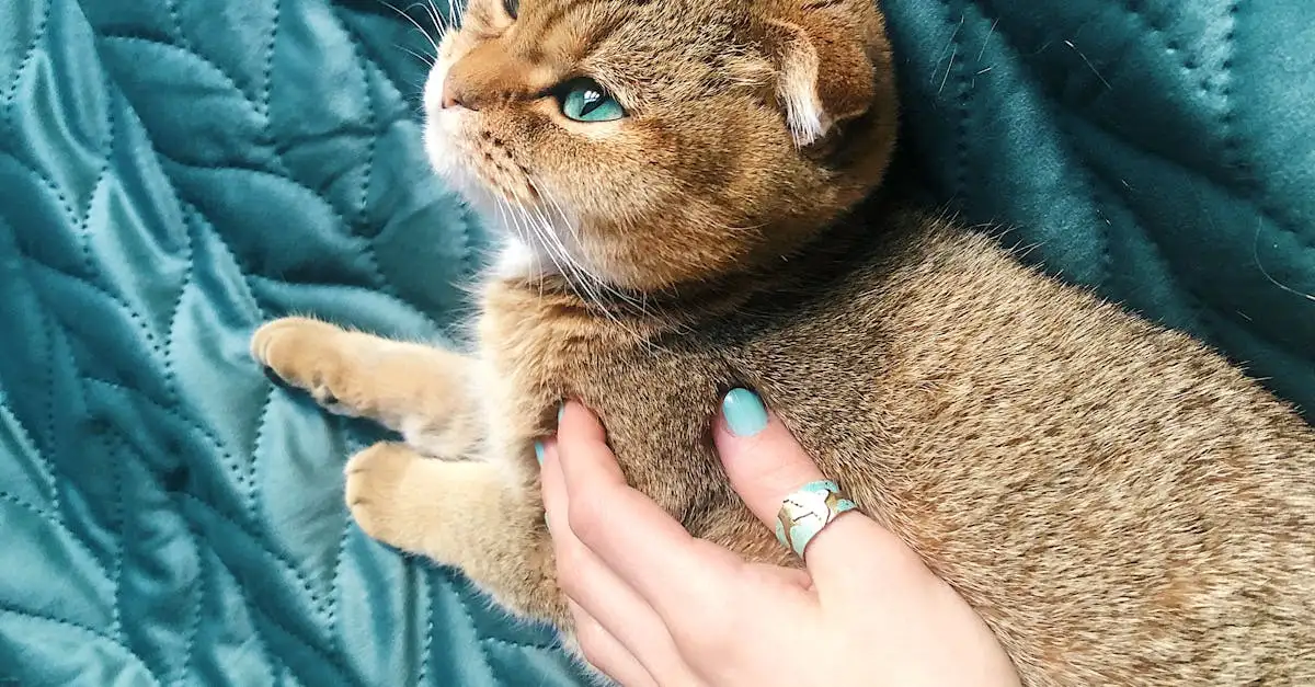Comment les chats favorisent-ils détente et pleine conscience ?