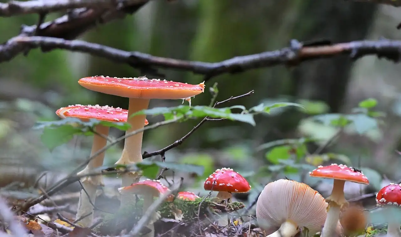 Comment les grenouilles poison se protègent-elles avec leur venin ?
