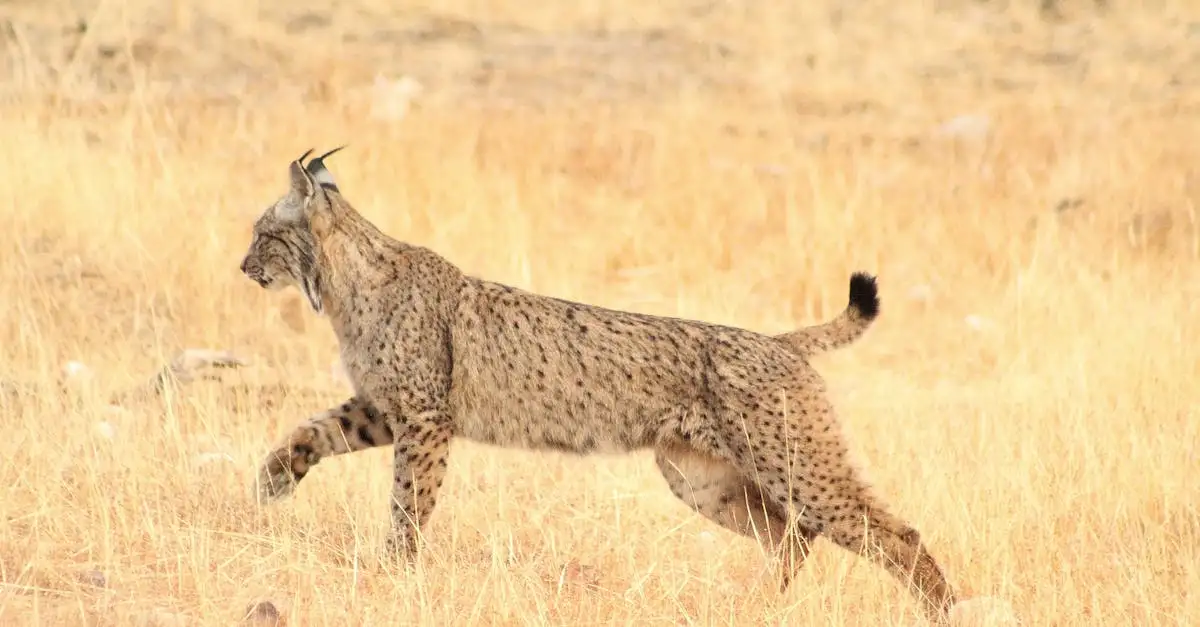 Comment les lynx protègent-ils leur territoire efficacement ?