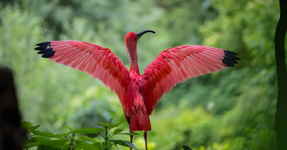 Comment les mâles oiseaux de paradis utilisent-ils leurs plumes ?
