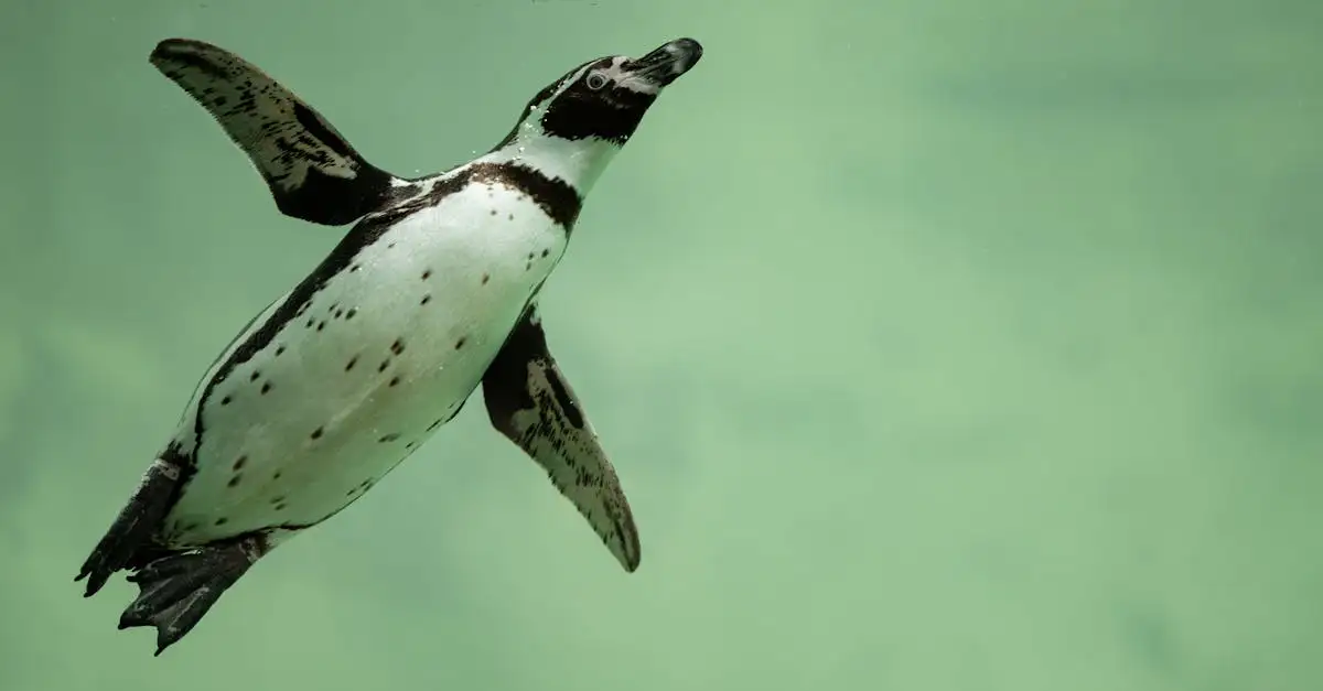 Comment les pingouins plongent-ils pour se nourrir ?