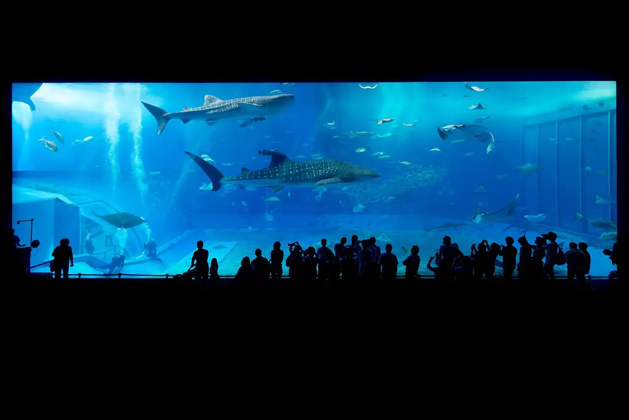 Comment les requins utilisent-ils leurs sens pour chasser ?