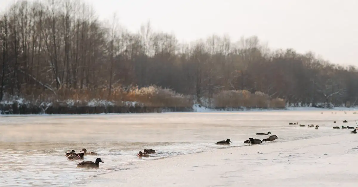 Comment les saisons affectent-elles le comportement des oiseaux ?
