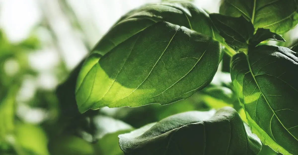 Le basilic peut-il soulager la douleur efficacement ?