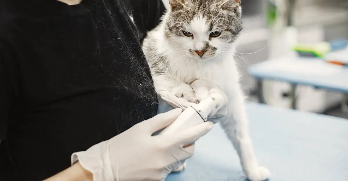 Pourquoi le contrôle vétérinaire est-il crucial pour votre chat ?