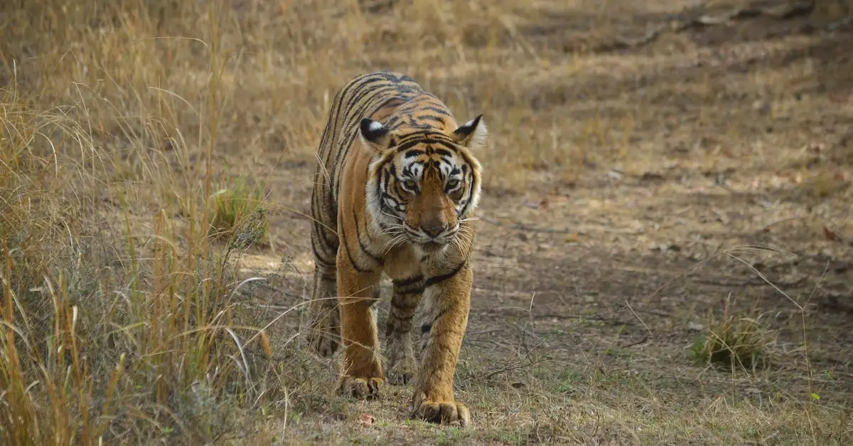 Pourquoi le parc national de Ranthambore est-il unique pour les tigres ?