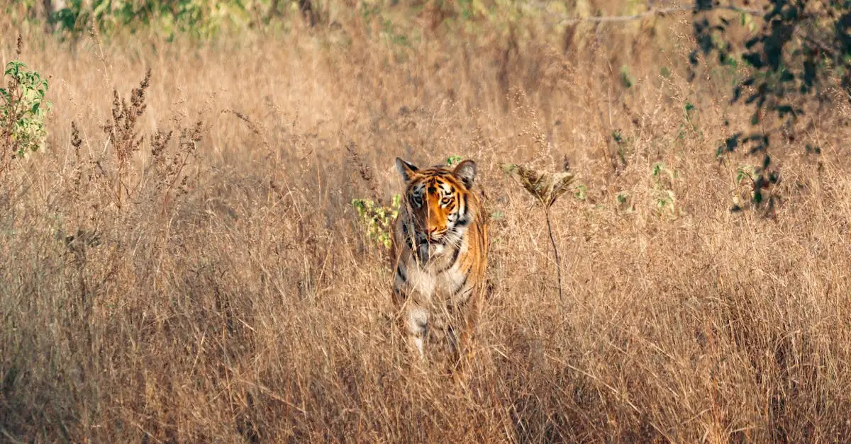 Pourquoi le parc national de Ranthambore est-il unique pour les tigres ?