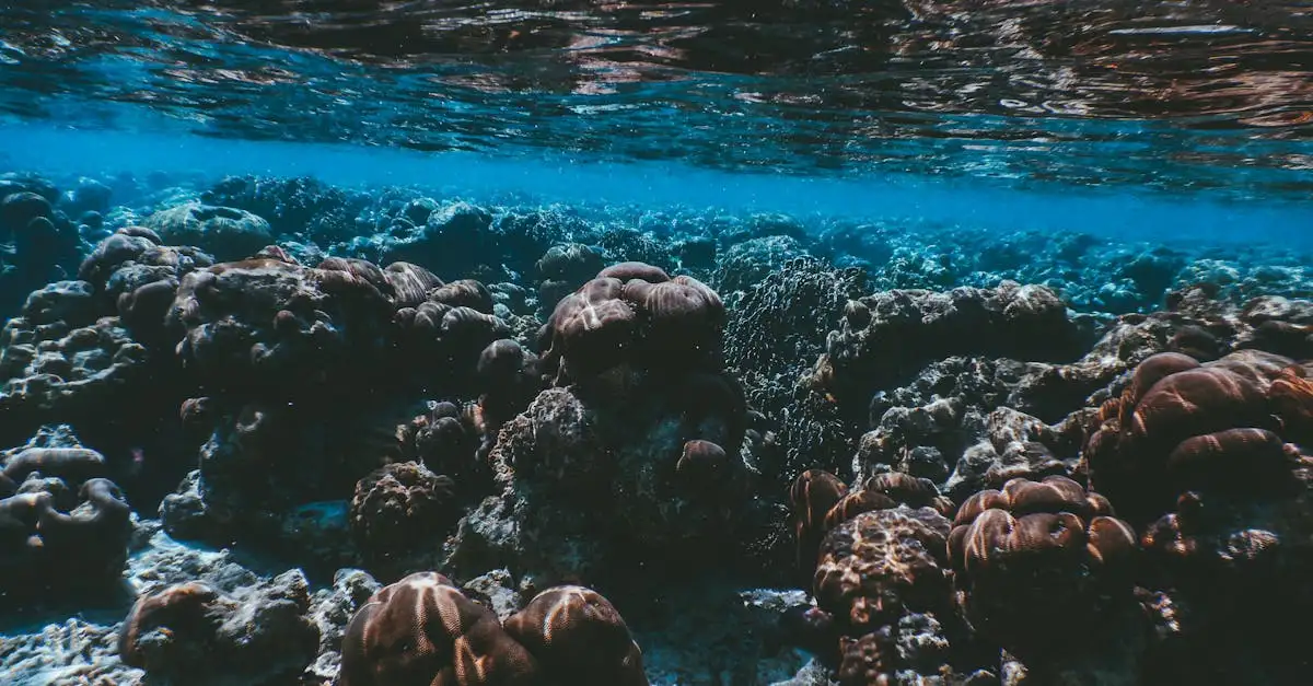 Pourquoi le snorkeling à Ningaloo Reef est-il unique ?