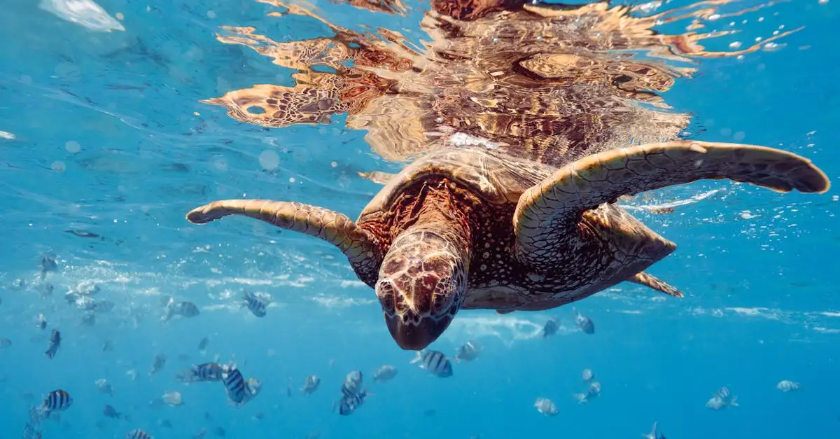 Pourquoi le snorkeling à Ningaloo Reef est-il unique ?