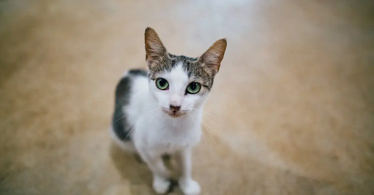 Pourquoi les chats aiment-ils les endroits élevés ? Découvrez !