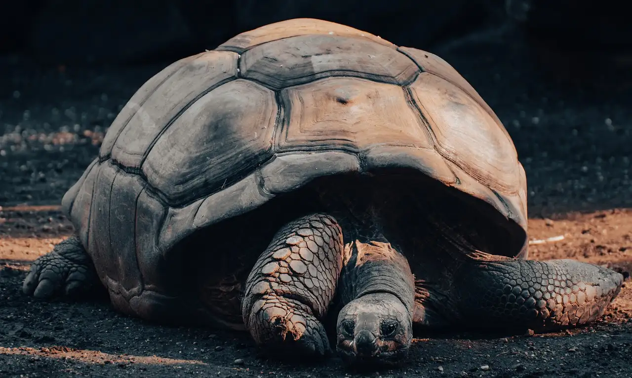 Pourquoi les tortues géantes ont-elles une si longue vie ?