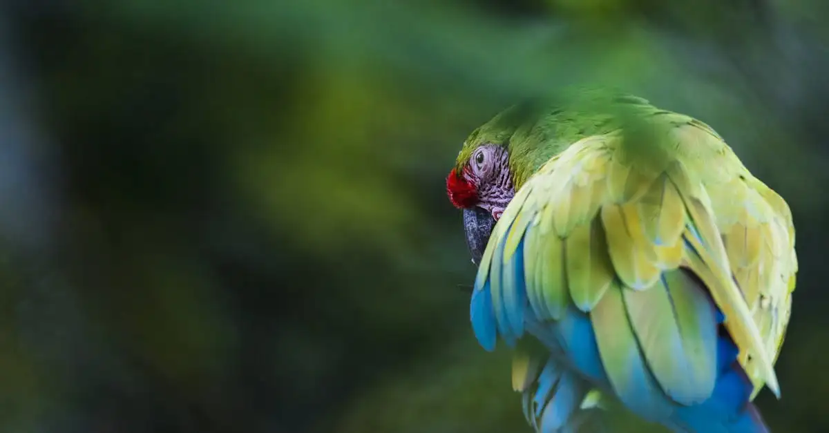 Pourquoi Puerto Maldonado est-il la clé de l'Amazonie ?