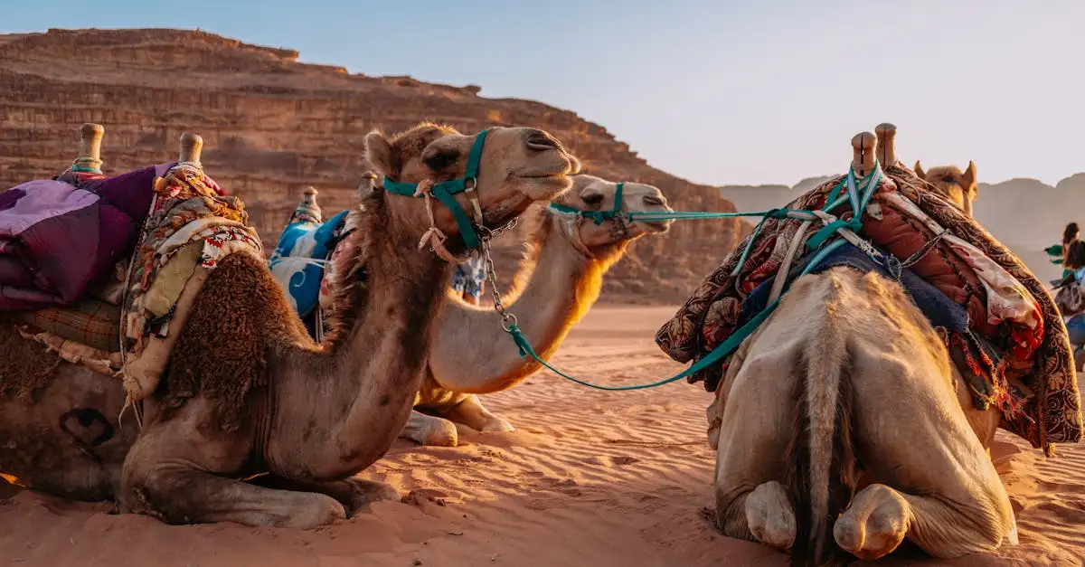 Que peut-on explorer dans les paysages rocheux de Petra ?