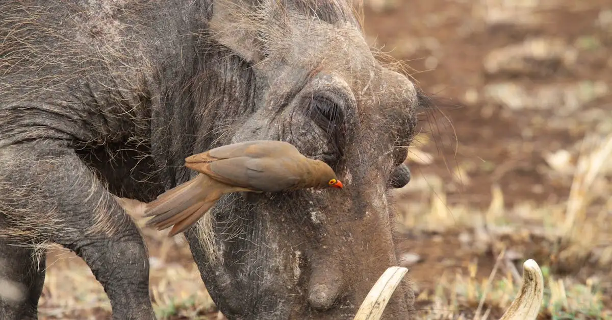 Quel impact des grands prédateurs sur les herbivores ?