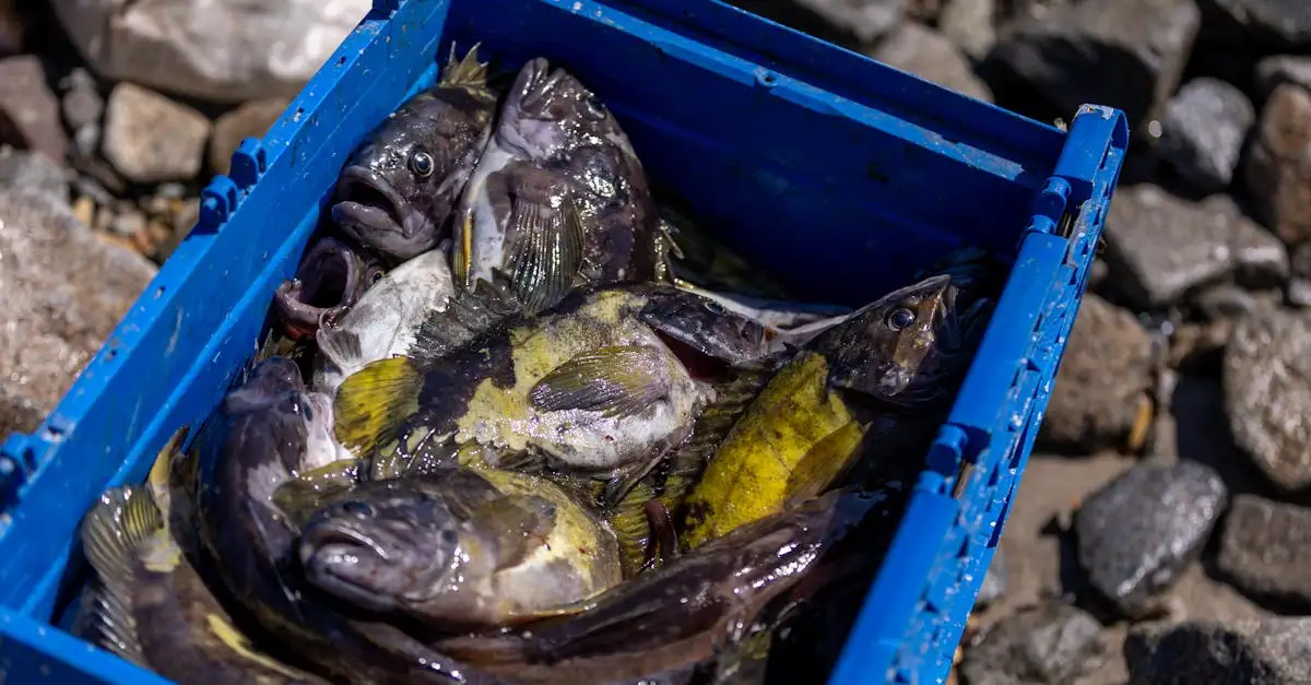 Quel impact le lac Winnipeg a-t-il sur la pêche locale ?