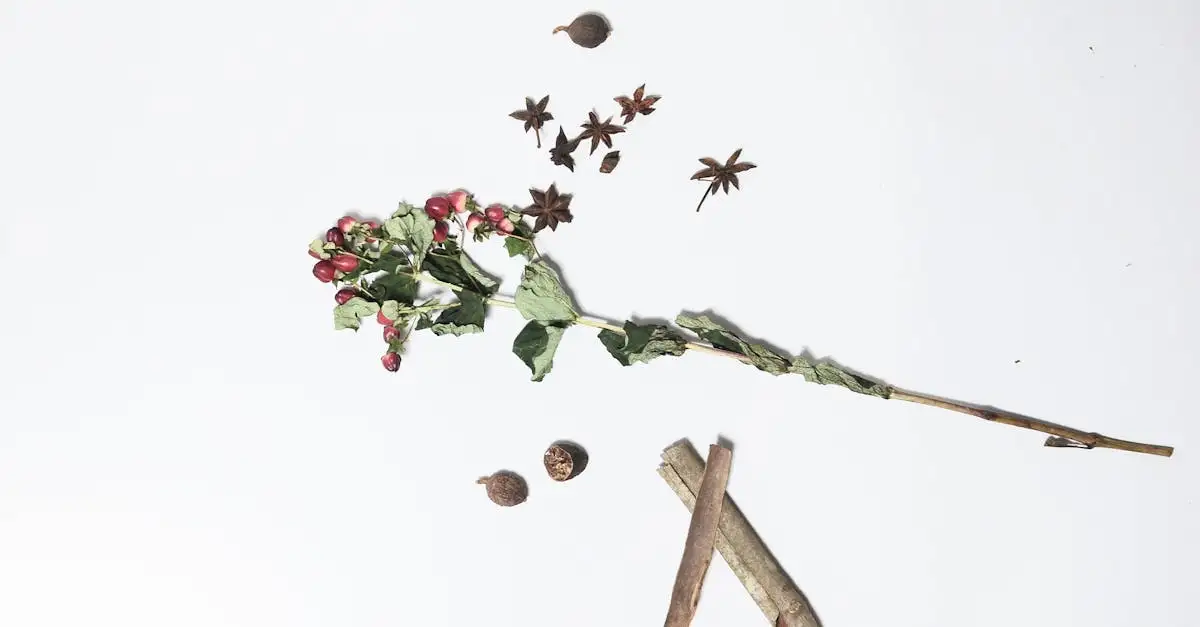 Quelle épice se récolte sur la fleur du muscadier ?