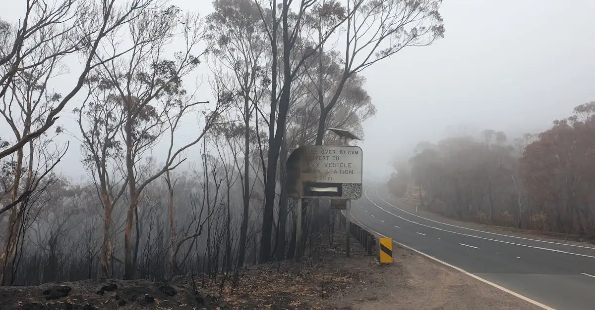 Quelles sont les causes des incendies de forêt en Australie 2019 ?