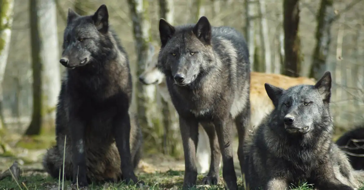 Quelles sont les différences génétiques entre chiens et loups ?