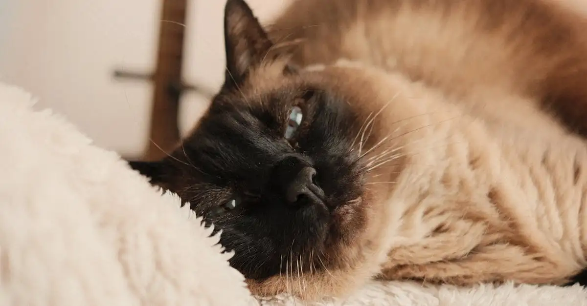 Quels sont les avantages de la stérilisation des chats ?