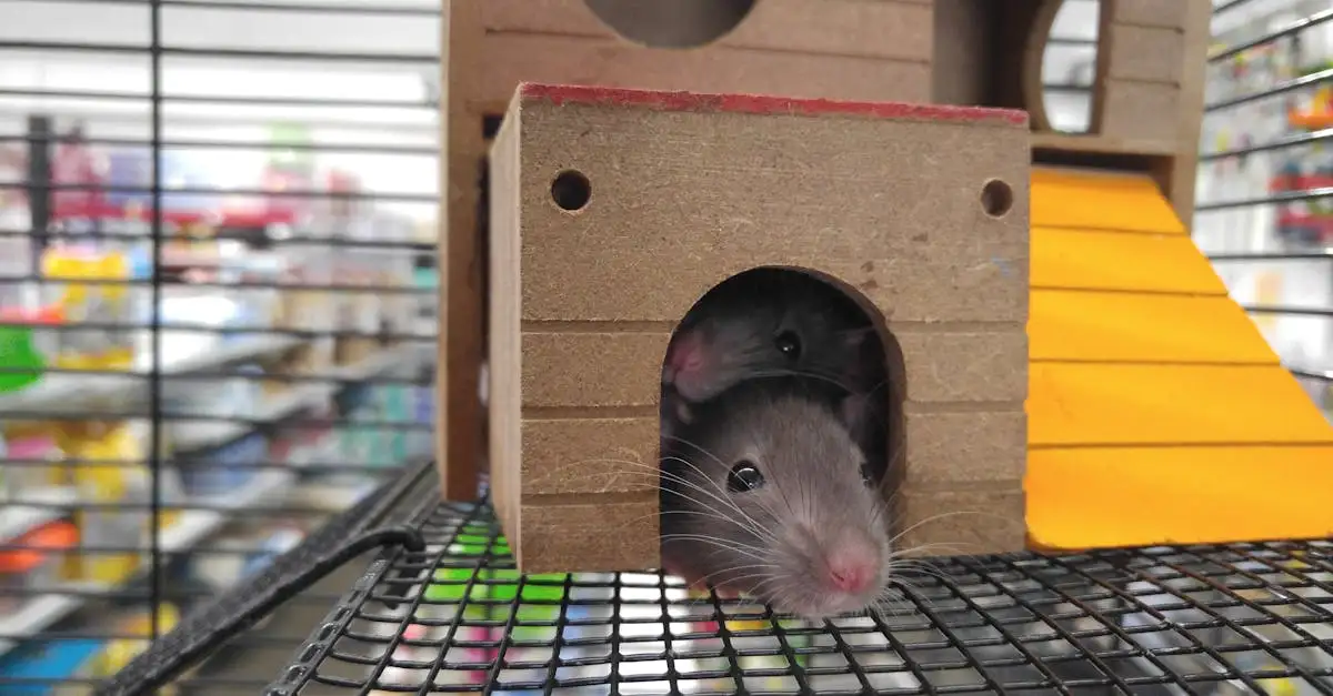 Comment chasser les rats avec du poivre efficacement ?