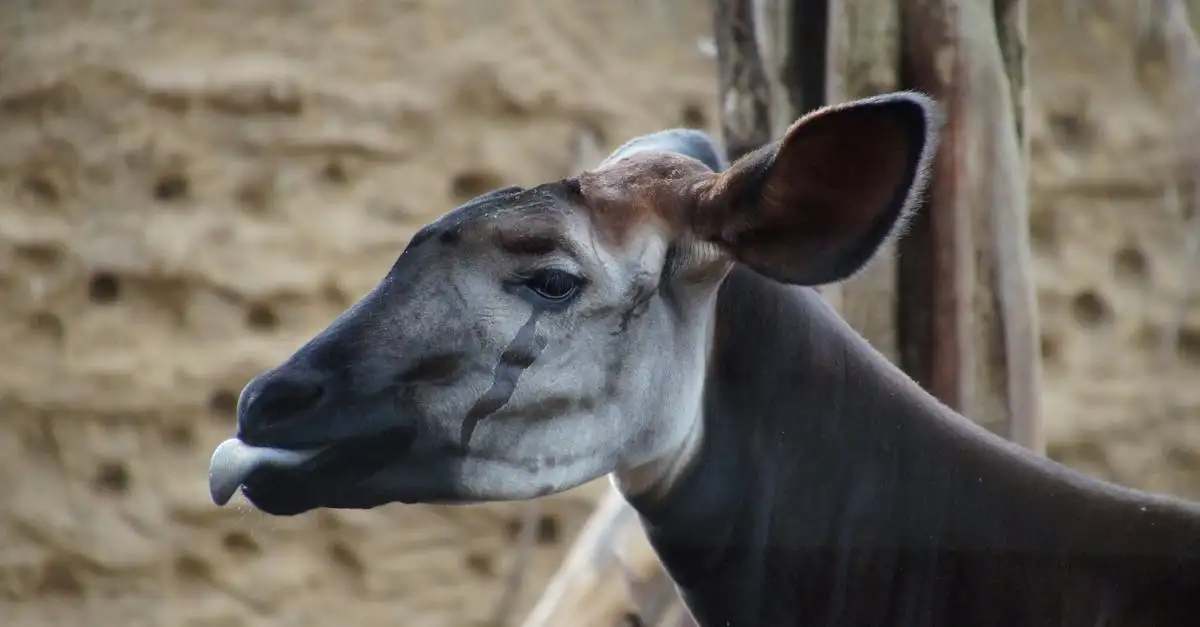 Comment la langue et la mâchoire de l'okapi interagissent-elles ?