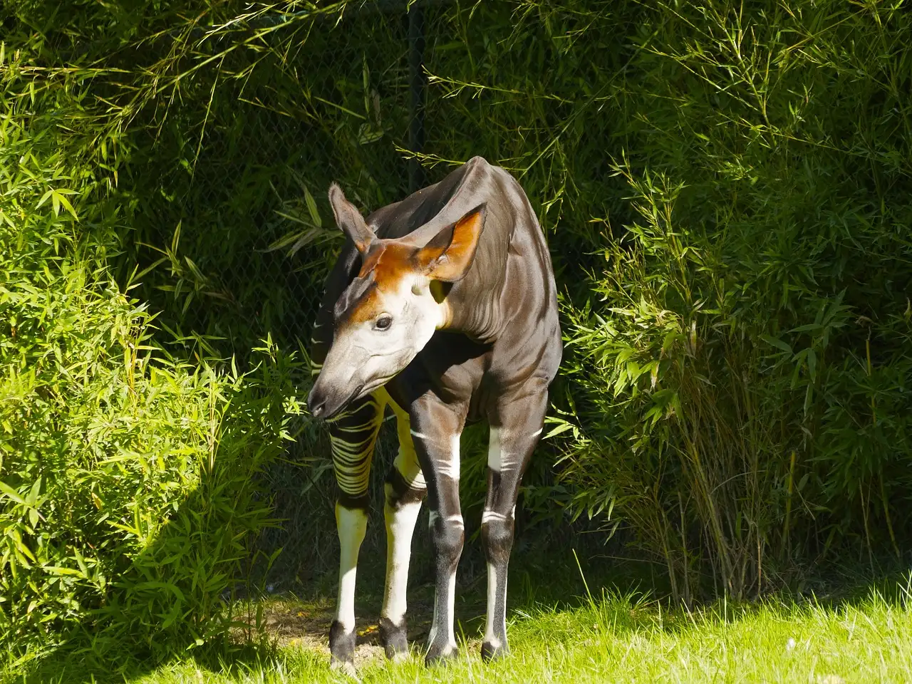 Comment la langue et la mâchoire de l'okapi interagissent-elles ?