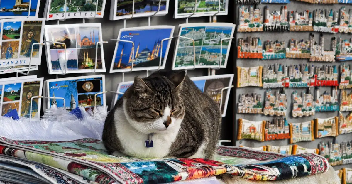 Comment les chats réagissent-ils aux voyages et déménagements ?