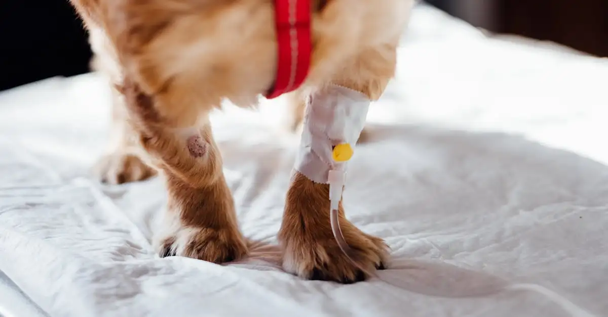 Comment les chiens détectent-ils des maladies comme le cancer ?
