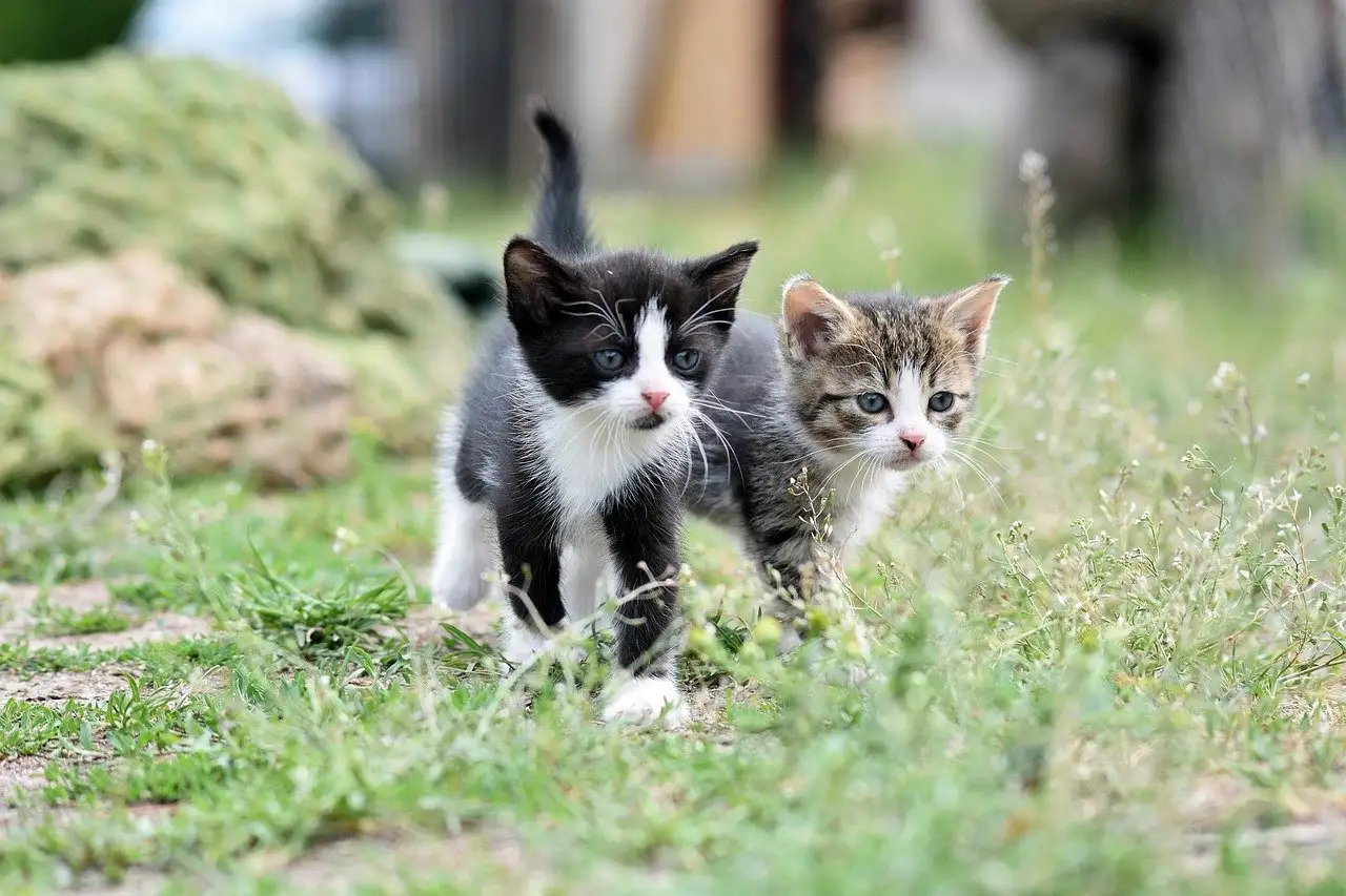 Les chats nuisent-ils à la biodiversité des écosystèmes ?