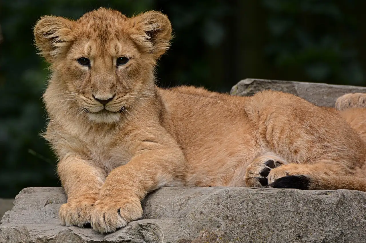 Où voir les Big Five au parc national de Chobe ?