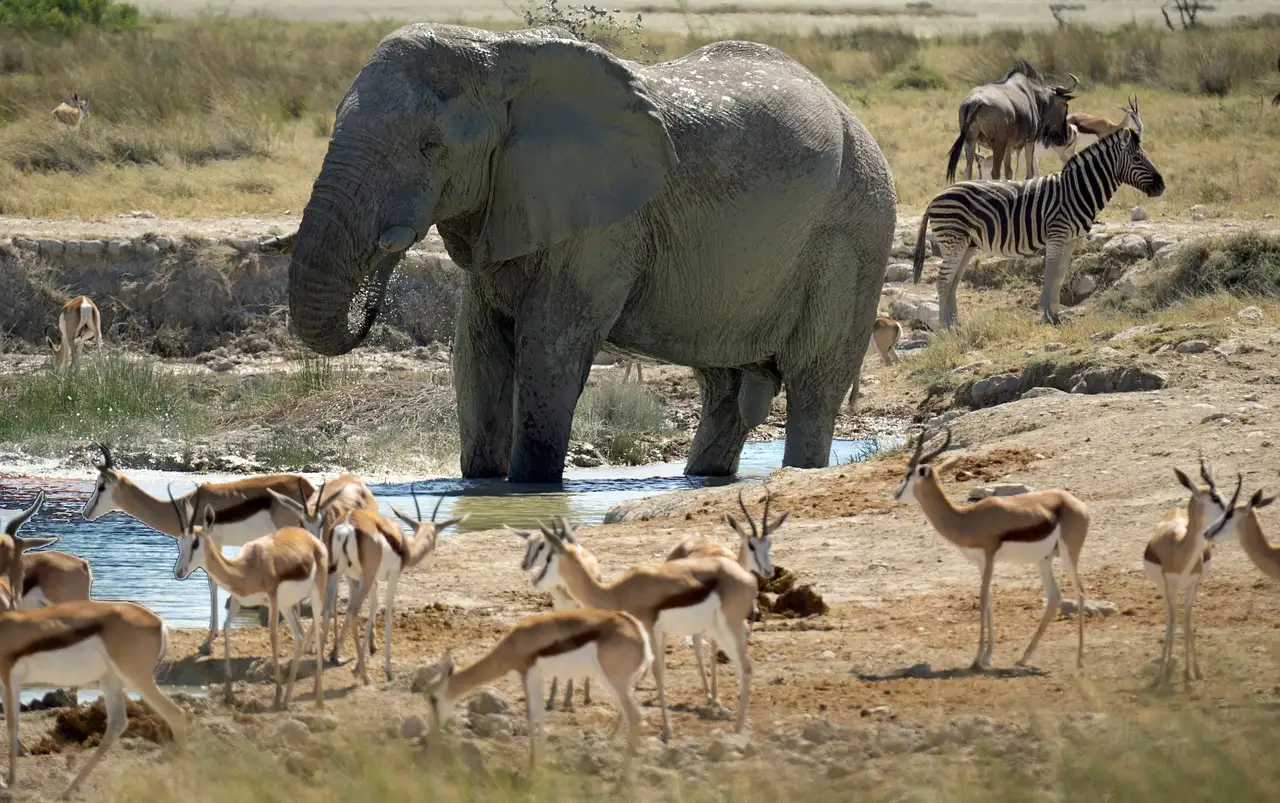 Où voir les Big Five au parc national de Chobe ?