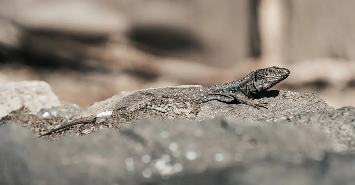 Pourquoi les animaux ont-ils besoin de camouflage pour survivre ?