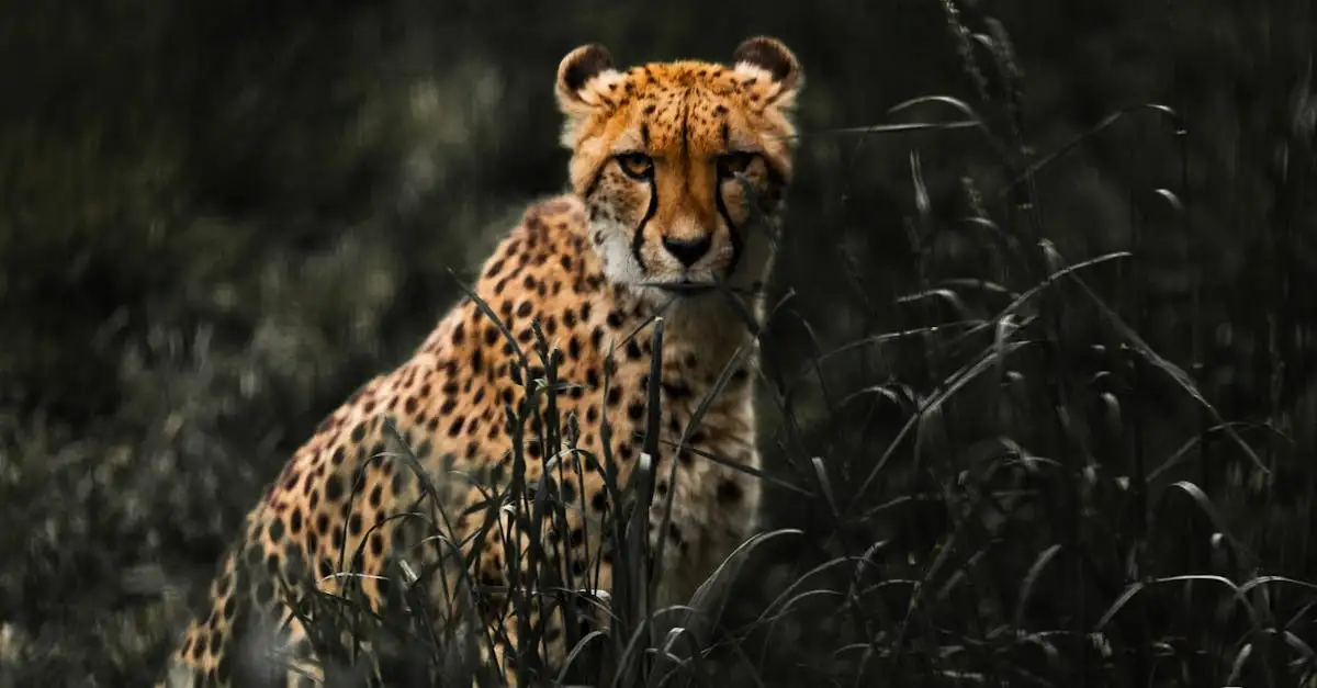 Pourquoi les animaux ont-ils besoin de camouflage pour survivre ?