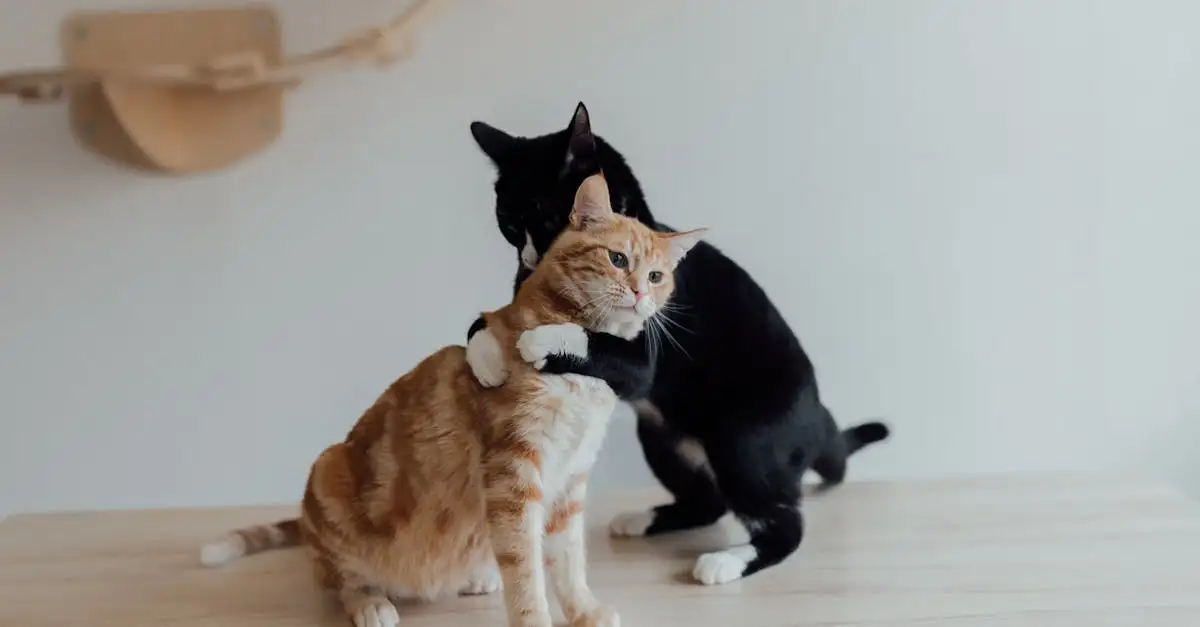 Pourquoi les chats sont-ils les meilleurs animaux de compagnie ?