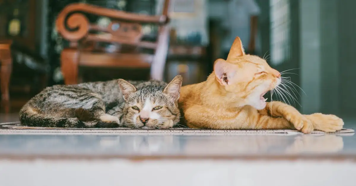 Pourquoi les chats sont-ils les meilleurs animaux de compagnie ?