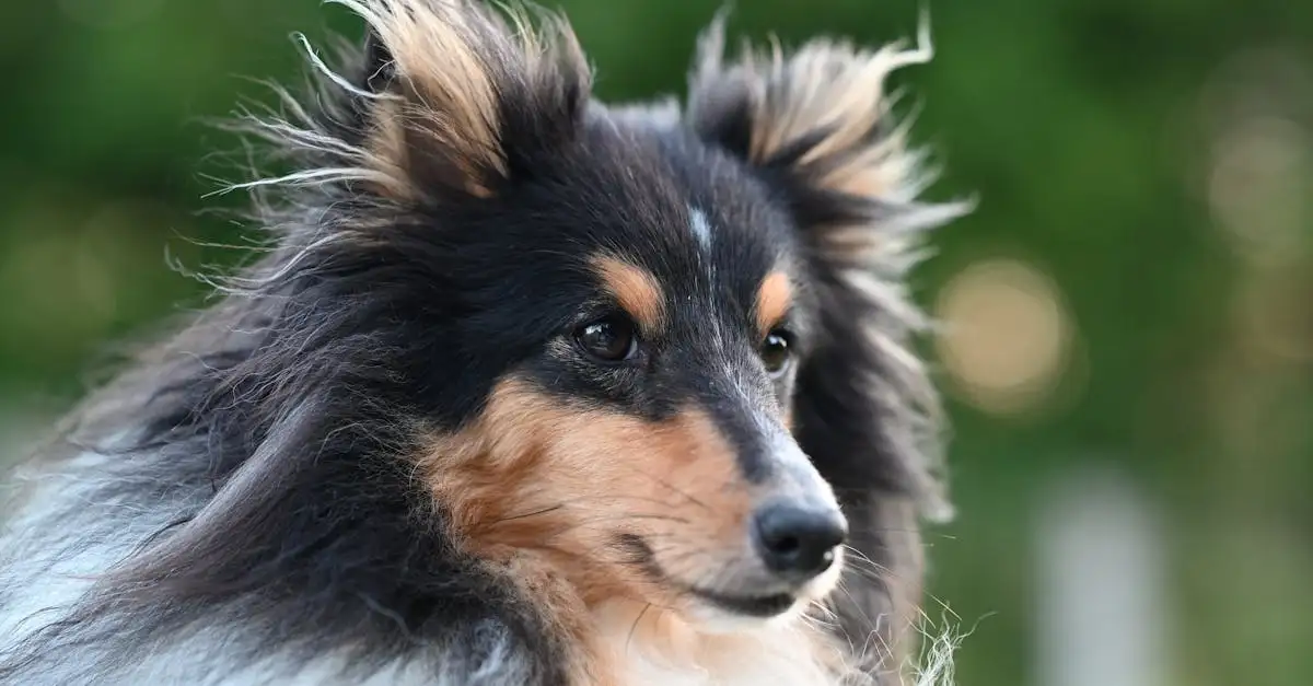 Pourquoi les chiens sont-ils si loyaux envers leurs maîtres ?
