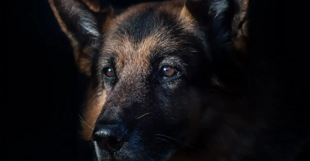 Pourquoi les chiens sont-ils si loyaux envers leurs maîtres ?