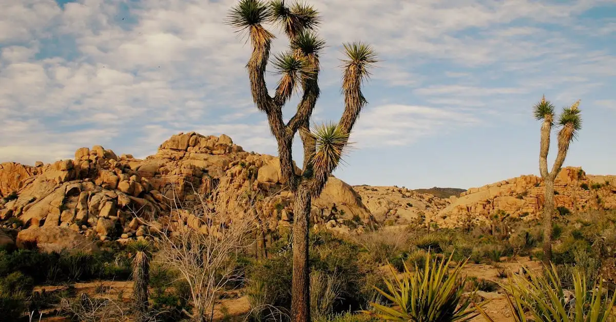 Quel désert californien abrite les Joshua Trees ?