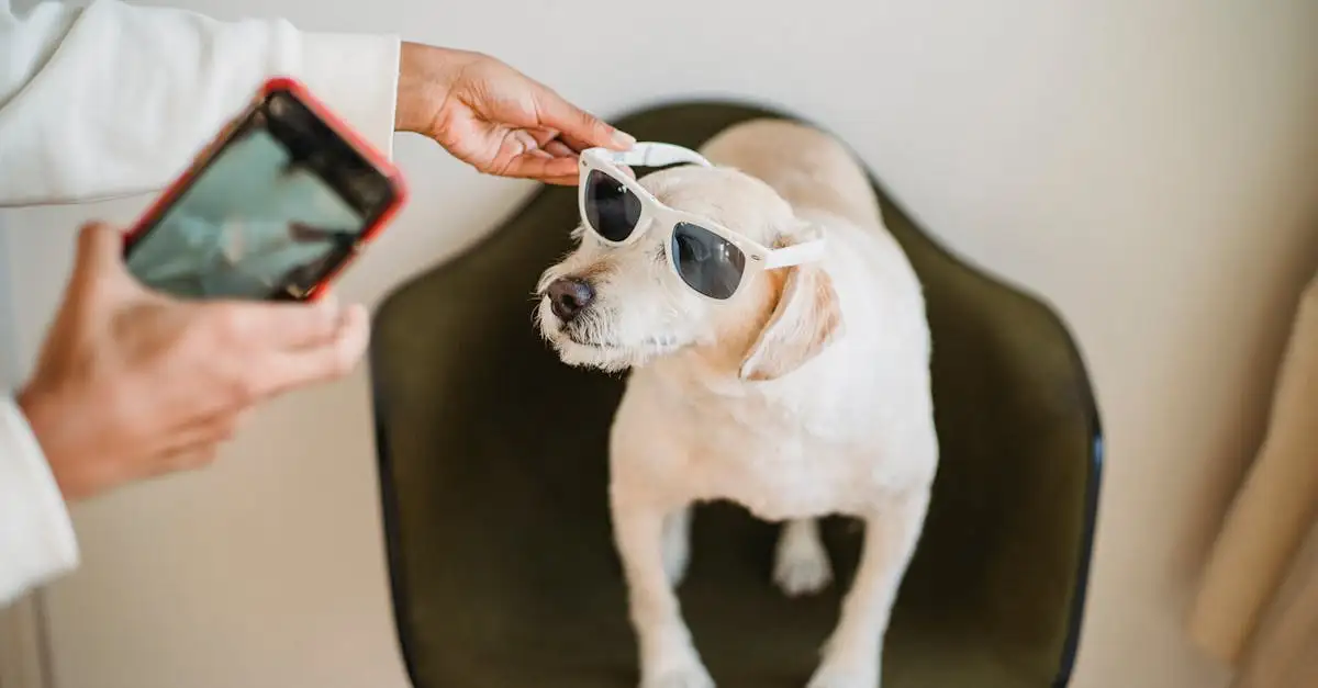 Quel rôle jouent les chiens dans le divertissement moderne ?