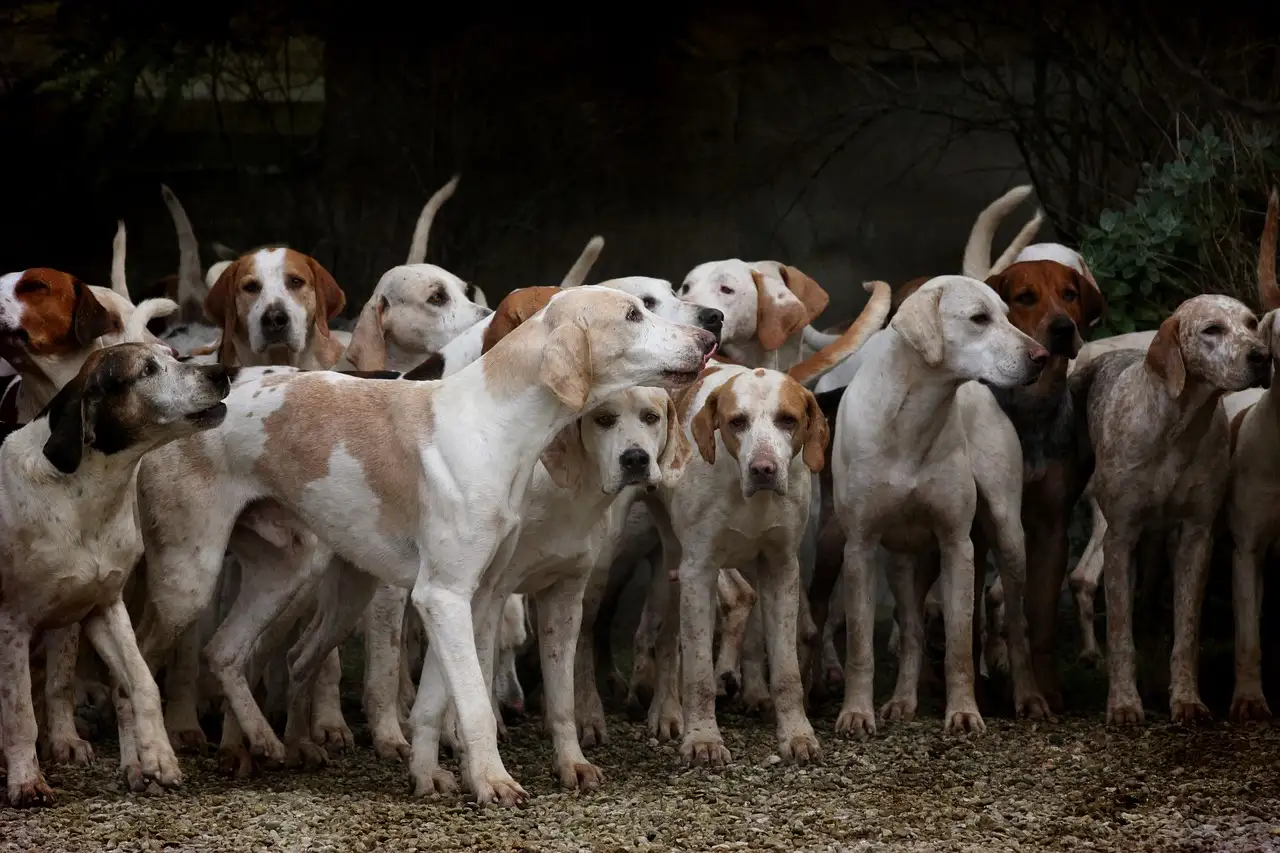 Quel rôle spirituel les chiens jouaient-ils dans l'antiquité ?