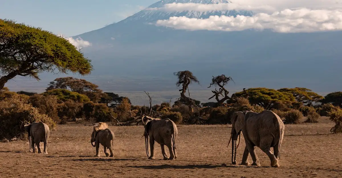 Quelle est la plus haute montagne d'Afrique : le Kilimandjaro ?
