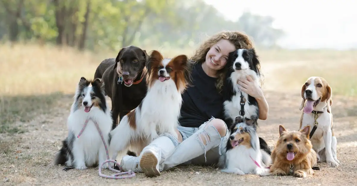 Quelles sont les races de chiens de berger les plus efficaces ?
