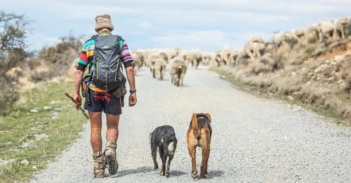 Quelles sont les races de chiens de berger les plus efficaces ?