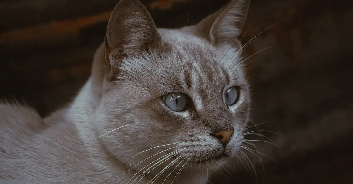 Quels sont les besoins nutritionnels essentiels des chats ?