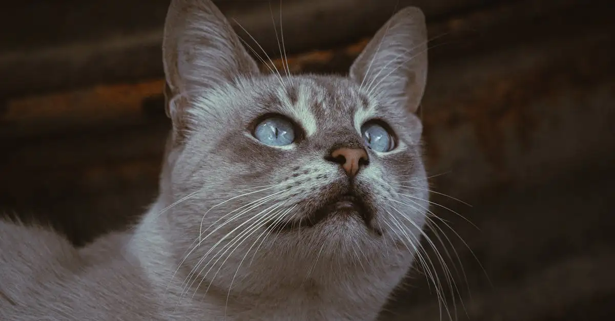 Quels sont les besoins nutritionnels essentiels des chats ?